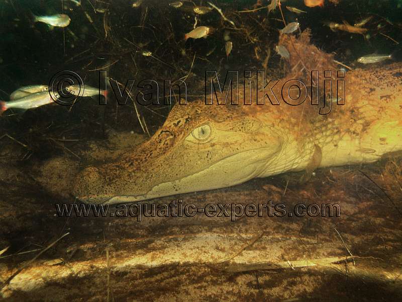 Crocodylidae 2